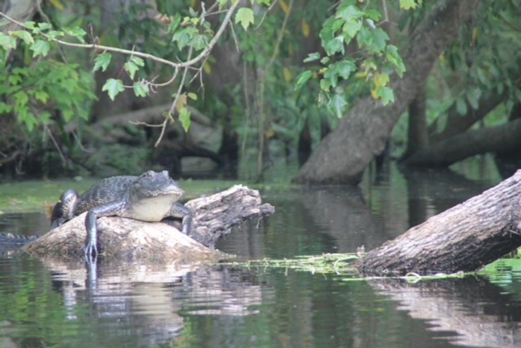 Alligator on the Hillsborough River near Tampa. Photo by Richard Dieter.